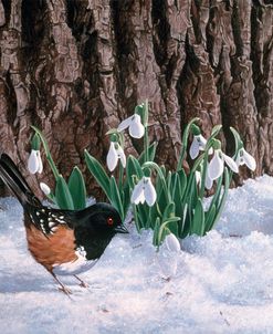 Snowdrops