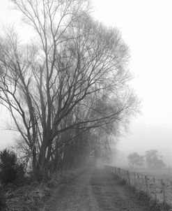 Tree Mist