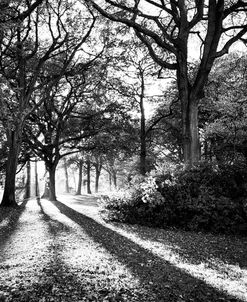 Tree Shadows