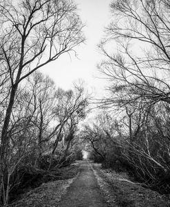 Winter Walkway