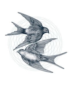 Swirling Swallows