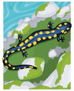 Spotted Salamander and Moss