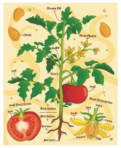 Anatomy of a Tomato Plant