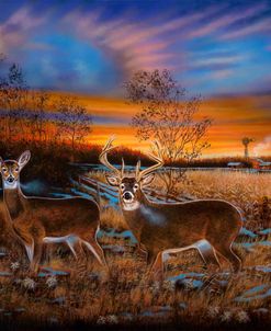 Back 40 Whitetails