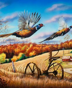 Hilltop Pheasants