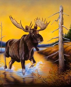 Moose Country