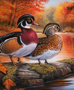 Autumn Wood Ducks