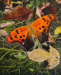 Orange Moth Question Mark Butterfly