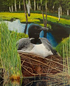 Loon on nest