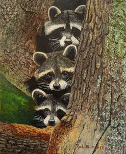 Three Racoons