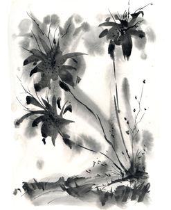 Tropics