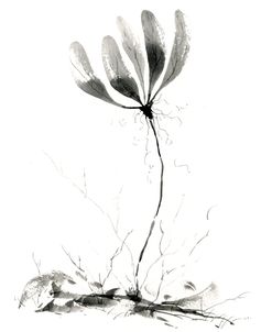 Spring Flower