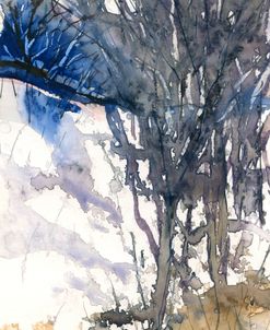 Snow Forest