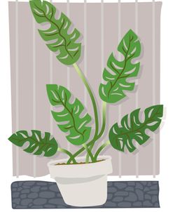 Monstera