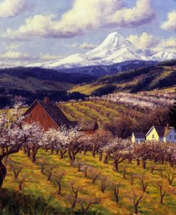 Hood River Orchard