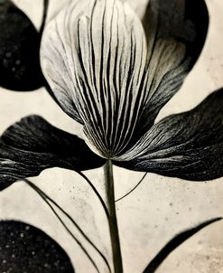 B026 Flowers Black White