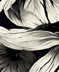 B023 Flowers Black White