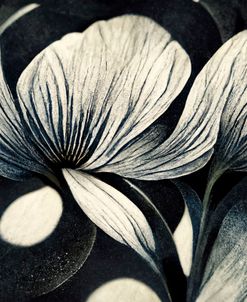 B050 Flowers Black White