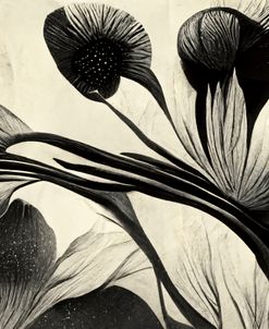 B049 Flowers Black White
