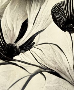 B065 Flowers Black White