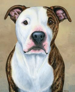 Brindle and White Pitbull Terrier