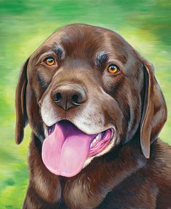 Chocolate Labrador Retriever Dog