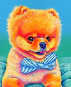 Cute Pomeranian with Bow Tie