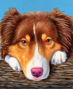 Red Tricolor Australian Shepherd