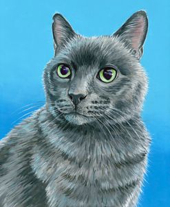 Gray Cat