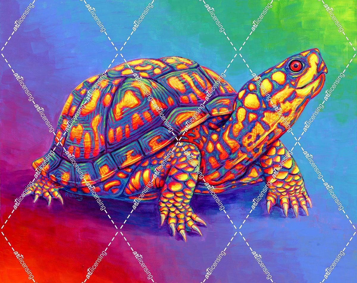 Rainbow Eastern Box Turtle