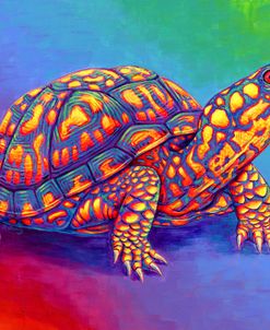 Rainbow Eastern Box Turtle