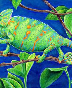 Veiled Chameleon