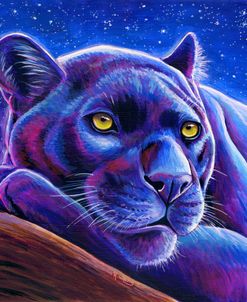 Stargazing Colorful Black Leopard