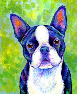 Boston Terrier