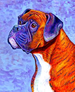 Brindle Boxer Dog