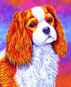 Cavalier King Charles Spaniel