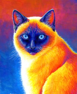 Colorful Siamese Cat