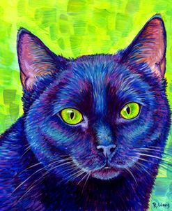 Black Cat With Chartreuse Eyes