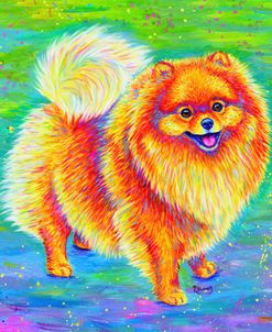 Rainbow Pomeranian