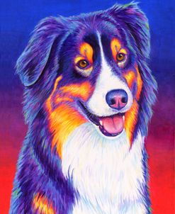 Colorful Triolor Australian Shepherd