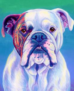 Cute English Bulldog