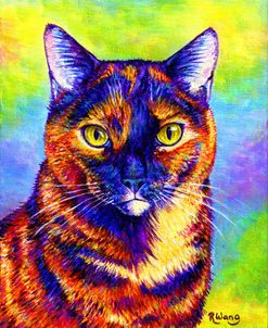 Colorful Tortoiseshell Cat