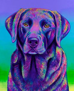 Purple Chocolate Labrador Retriever