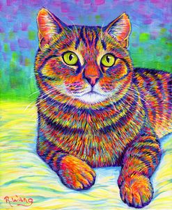 Rainbow Brown Tabby