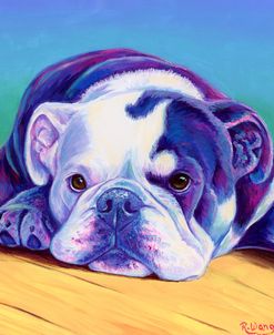 Sweet English Bulldog