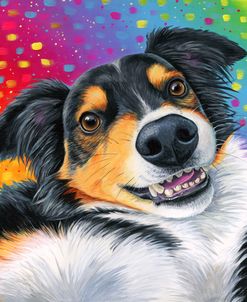 Tricolor Australian Shepherd Dog