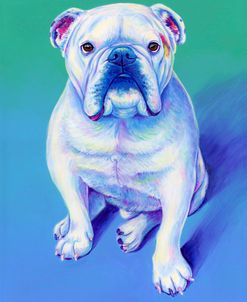 White English Bulldog