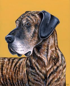 Brindle Great Dane