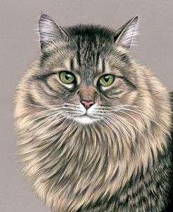 Brown Tabby Siberian Cat