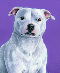 White Staffordshire Bull Terrier Dog on Purple